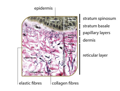 sygms-info